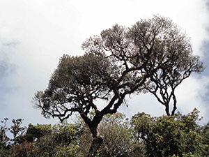 Pidurutalagala Mountain peak forest
